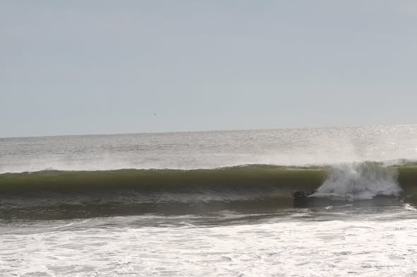 A bodyboarder riding across the face of a Belmar wave, September 2023